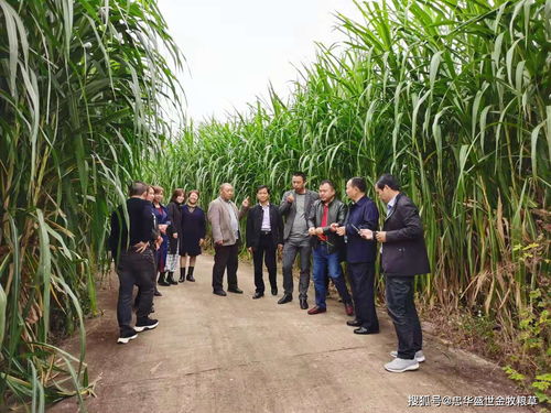 鄉村振興,要關注 人畜爭糧 的矛盾