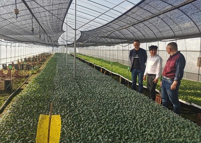 楚雄市經(jīng)濟作物服務中心四舉措促蔬菜產(chǎn)業(yè)發(fā)展