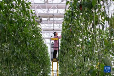 追著雪花看新疆丨新疆昌吉:走進"未來農(nóng)業(yè)"