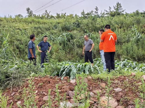 平安產(chǎn)險重慶分公司 綠色通道 科技防災(zāi) 護(hù)航農(nóng)戶災(zāi)后恢復(fù)