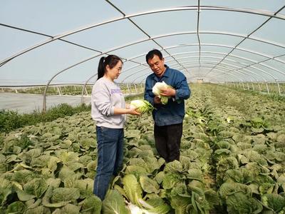 甘州區(qū)科技特派員開展娃娃菜生產(chǎn)科技服務(wù)