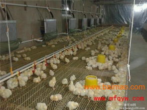 雞舍加溫鍋爐 高效農業科技服務的關鍵設備