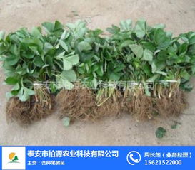紅顏草莓苗哪家好？柏源農(nóng)業(yè)科技公司的專業(yè)服務(wù)解析